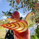 云南苹果苗.云南苹果苗批发，云南苹果苗批量供应，云南省昭通市大凯果苗苗木培植基地供应，云南苹果苗， - 云南昭通果苗批发，云南苹果苗，四川苹果苗批发，贵州苹果苗批发，四川苹果苗，贵州苹果苗，