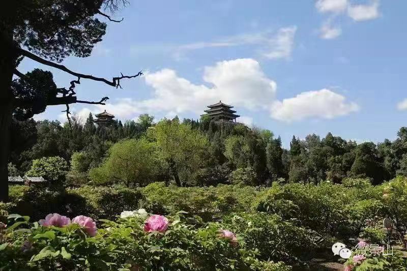 景山牡丹
