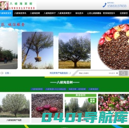 八棱海棠树_八棱海棠价格_海棠种子_河北怀来八棱海棠苗木基地