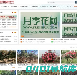 月季花网-树状藤本大花苗-月季知识分享网站-月季苗批发基地