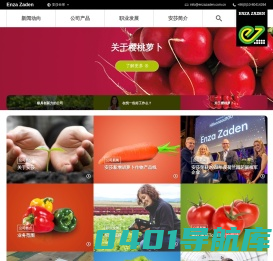 荷兰安莎EnzaZaden | 专注育种的荷兰种企