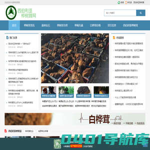 西伯利亚桦树茸 - 野生白桦茸价格_桦树茸功效和吃法_俄罗斯桦褐孔菌