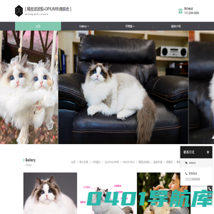 精致波波脸-OPIUM布偶猫舍 - 上海灭霸布偶猫舍,精致波波脸布偶猫
