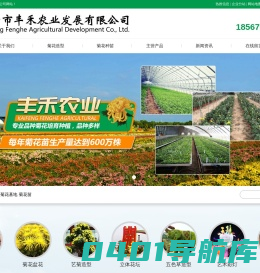 开封菊花_菊花基地_菊花苗-开封市丰禾农业发展有限公司