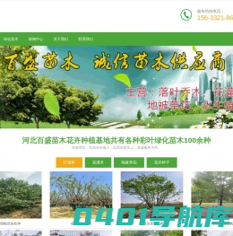 大型彩叶苗木_绿化苗木_草花种植基地-河北百盛苗木