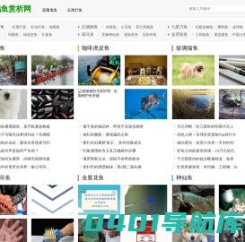 鹦鹉鱼赏析网 - 潜入鹦鹉鱼的五彩世界，深度解析饲养与赏析技术