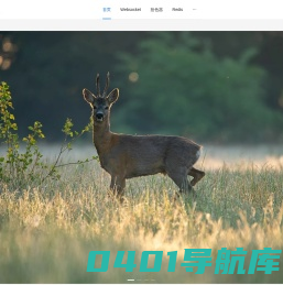 大树程序员