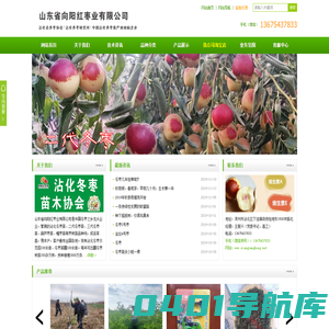 冬枣苗,沾化冬枣基地-山东省向阳红枣业有限公司