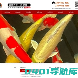 华鲤，日本锦鲤，纯种锦鲤，精品锦鲤批发，锦鲤护理热线：13360008867-