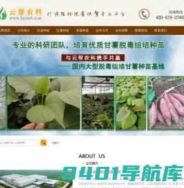 红薯脱毒种苗_草莓脱毒种苗_白芨组培苗_河南云帮农业科技有限公司