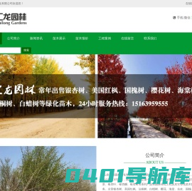银杏树-山东银杏树-银杏树基地-银杏树价格 - 山东汇龙园林绿化有限公司
