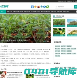 石斛－铁皮石斛的功效与作用多少钱一斤及石斛的正确吃法-39石斛网