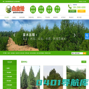 白皮松基地_白皮松苗木批发来蓝田钰尚苗圃种植基地价格公道品种全