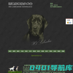 拉布拉多犬舍-海迪拉布拉多犬舍专注繁育纯种拉布拉多犬 - 海迪拉布拉多犬舍