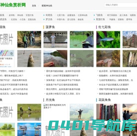 金曼龙鱼,黑神仙鱼最新消息_芝麻神仙鱼赏析网