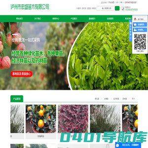 荔枝苗_桂圆苗_杨梅苗批发-泸州市宏盛苗木有限公司