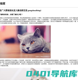 猫猫窝