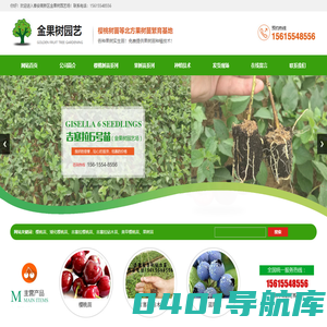 吉塞拉,樱桃苗,吉塞拉樱桃,吉塞拉砧木,桃树苗,吉塞拉樱桃苗,吉塞拉小苗,矮化樱桃苗,山东樱桃苗