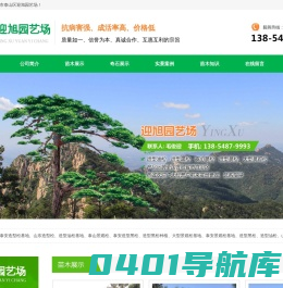泰安市泰山区迎旭园艺场,泰山松基地,山东造型黑松,泰山景观松