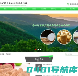 乌天麻,原生态天麻,天麻批发—乐山市金口河区板厂坪天麻种植专业合作社