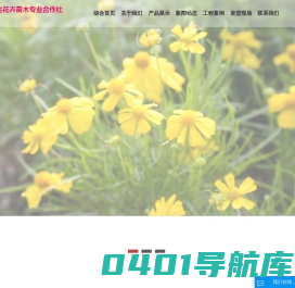 欧石竹|柳叶马鞭草|粉黛乱子草|波斯菊|金鸡菊|狼尾草|佛甲草-潍坊昊达花卉苗木专业合作社
