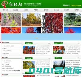 美国红橡树|北美红栎|速生红栎小苗|火焰红栎种子|价格-―红橡树网【13695329188】