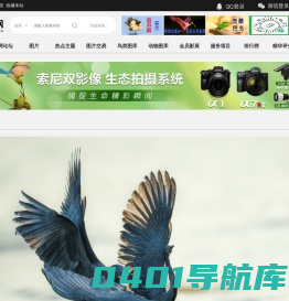 鸟网首页