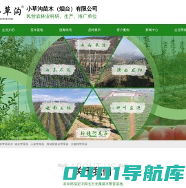 苹果苗-苹果苗新品种-矮化苹果苗-莱州小草沟苗木基地