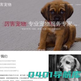 厉害宠物
