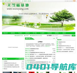 无絮杨基地 - 无絮杨 无絮杨树
