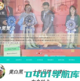黄白黑柯基