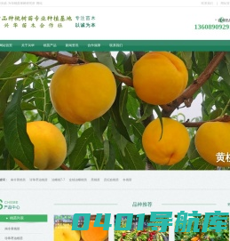 新品种桃树苗专业种植基地