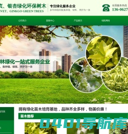 女贞/银杏/白果-绿化环保树木苗木基地,大叶,小叶,金叶女贞批发价格/银杏/白果20-50-百年以上树龄大量供应.!