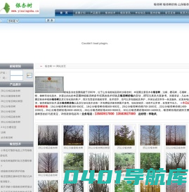 银杏树_山东银杏树价格_山东银杏树_银杏树价格_郯城县绿友苗圃场