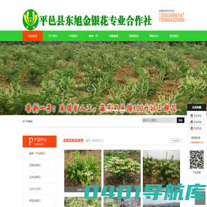金银花苗_金银花苗木_鲁新一号_鲁新一号金银花苗_四季金银花苗_树形金银花苗_红色金银花苗-平邑县东旭金银花专业合作社