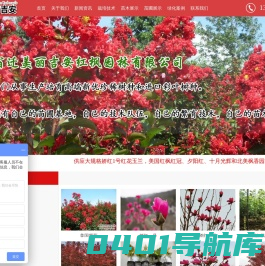 美国紫薇_娇红一号_美利吉安红枫园林