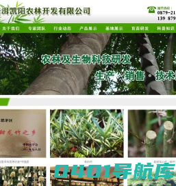 普洱凯阳农林开发有限公司－官网::.巨龙竹、甜龙竹、甜龙竹笋、观赏竹、竹苗