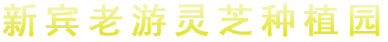 出售灵芝孢子粉,灵芝种植园,出售灵芝盆景-新宾老游灵芝种植园