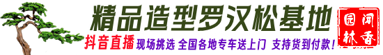 精品造型罗汉松_庭院造型树_S弯罗汉松_斜飘临水罗汉松_基地价格_江苏闻香园林苗木场