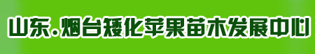 矮化苹果苗，M9T337矮化苗，矮化苗，烟台矮化苹果苗木发展中心