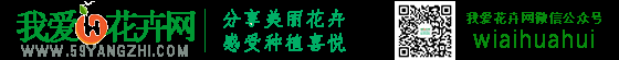我爱花卉网-让每个人都学会养花
