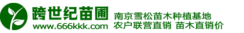 雪松_雪松价格_雪松小苗_雪松基地--南京跨世纪雪松苗圃场