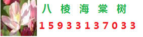 八棱海棠树_八棱海棠价格_海棠种子_河北怀来八棱海棠苗木基地