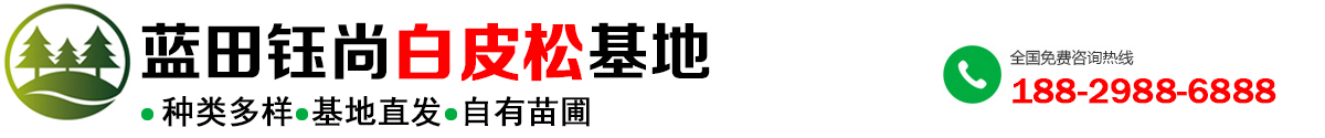 白皮松-白皮松基地「苗木成活率高」来蓝田钰尚园林-价格合理