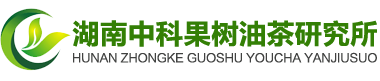 油茶苗_果树苗_红豆杉苗_油茶苗批发_果树苗批发_红豆杉苗批发_湖南中科果树油茶研究所