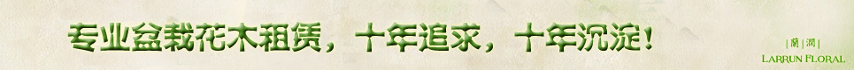 杭州租绿植-杭州花卉租摆-杭州植物租赁-绿植租摆-浙大团队品质保障