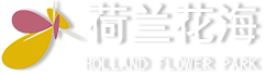 大丰荷兰花海|官网