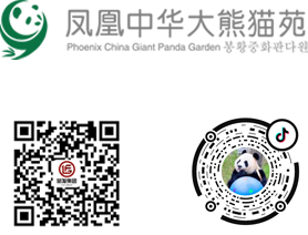 凤凰大熊猫苑-景区官网网站