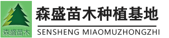 107杨树苗_杨树苗速生杨_鲁林9号无絮杨种条_杨树苗种条扦插段种植基地-临清市森盛苗木销售有限公司