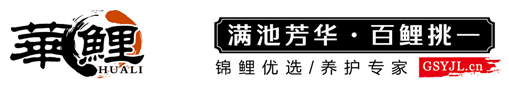 华鲤，日本锦鲤，纯种锦鲤，精品锦鲤批发，锦鲤护理热线：13360008867-